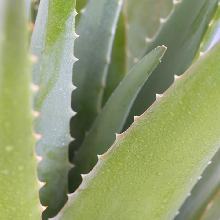 Foto van een aloe vera plant